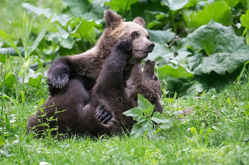 European brown bear or Eurasian brown bear (Ursus arctos arctos), cubs playfully fighting with each other