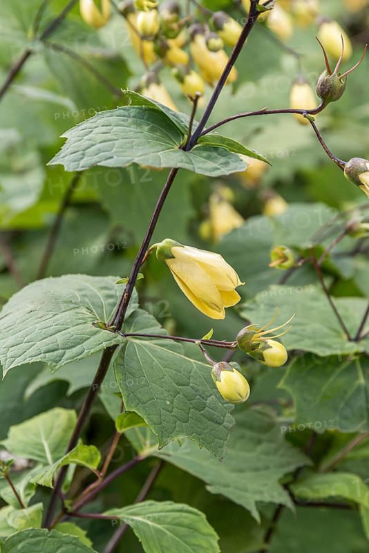 Wax bell (Kirengeshoma palmata),  Germany