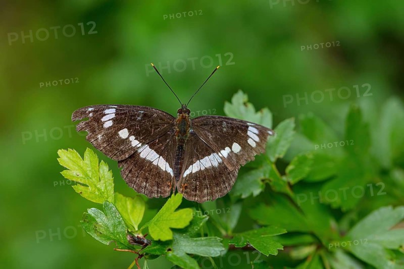 White admiral, (Limenitis camilla), animals, insect, butterfly, butterfly, noble butterfly, macro, thistle Feldberg region, Black Forest, Baden-Württemberg, Federal Republic of Germany