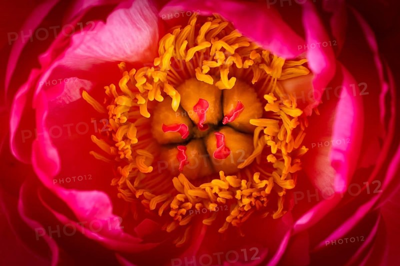 Stamens, petals, pink peony (Paeonia)