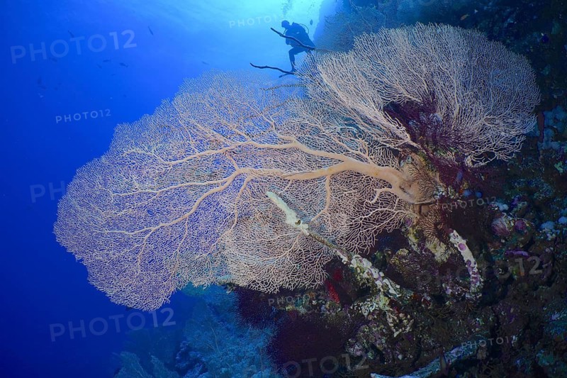 Giant fan coral (Annella mollis)