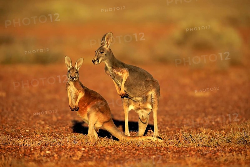 Red kangaroo (Macropus rufus), female with half-grown young, Sturt National Park, New South Wales, Australia