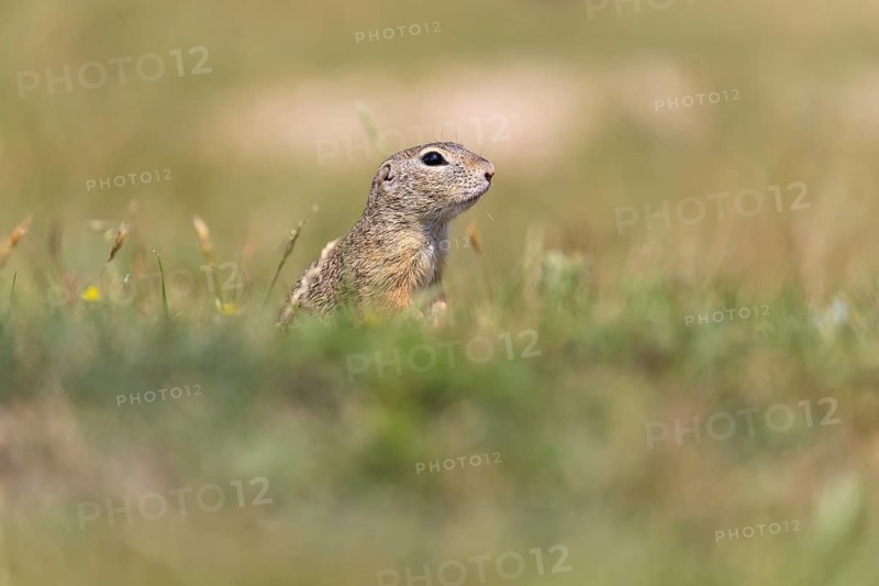 One European ground squirrels (Spermophilus citellus) or European souslik sitting in grass