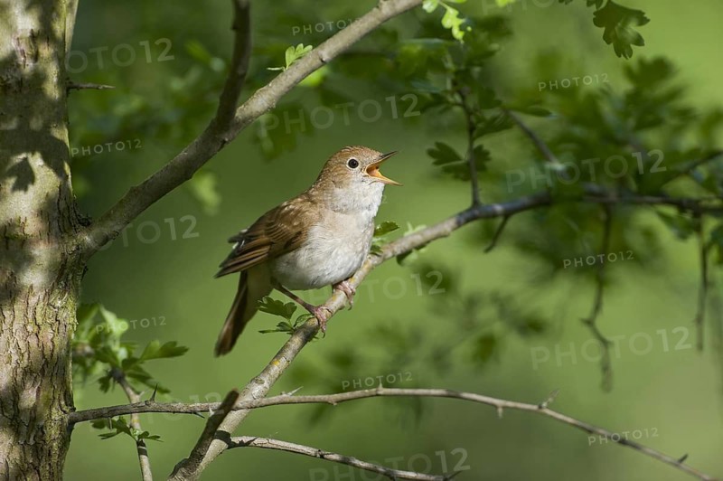 Common Nightingale (Luscinia megarhynchos) singing, Saxony, Germany