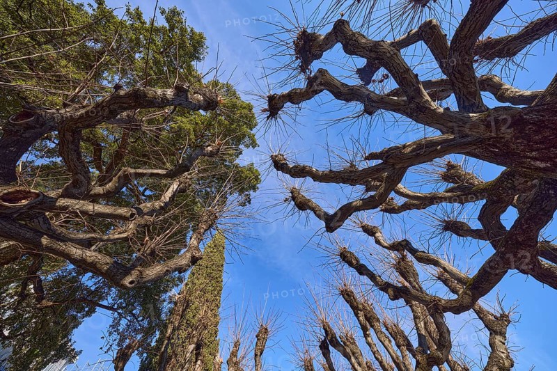 Treetops, bare trees, vertical frog perspective, blue sky, Lugano, district of Lugano, canton of Ticino, Switzerland