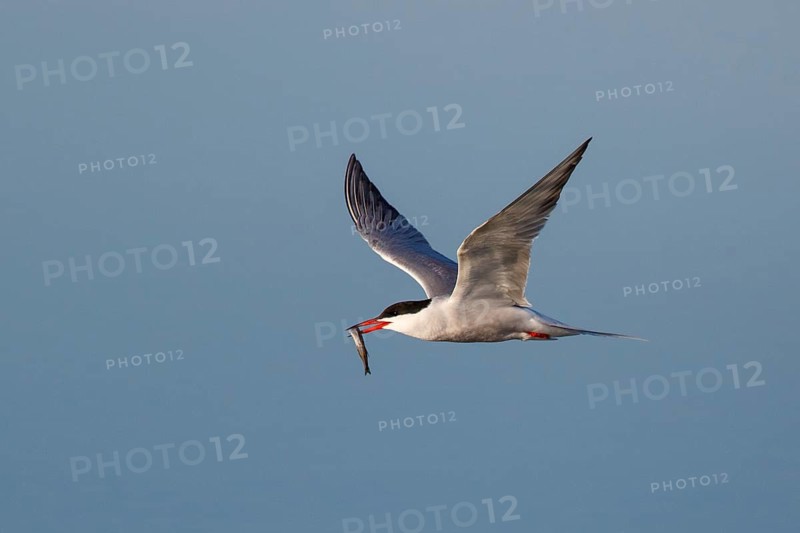Common Tern (Sterna hirundo) flying with fish in beak, Greece