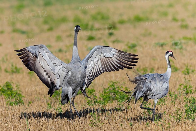 Crane, Common Crane, Crane, Grus grus, Grue cendrée, Grulla Común, Övre Västerstad, Degerhamn, Kalmar, Sweden