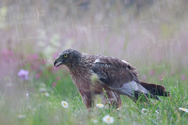 Western Marsh Harrier (Circus aeruginosus) male on grassland in rain, Poland