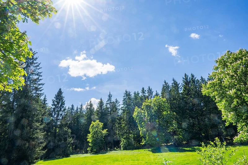 Old horse chestnut (Aesculus hippocastanum) trees standing next to the forest beside a meadow in the valley in the hunts by Turn and Taxis in early summer near Regensburg, Upper Palatinate, Bavaria, Germany