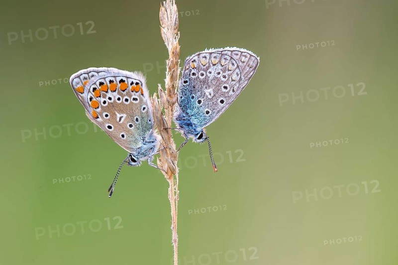 Blue butterfly (Polyommatus icarus), Goldenstedt moor, Goldenstedt, Lower Saxony, Germany