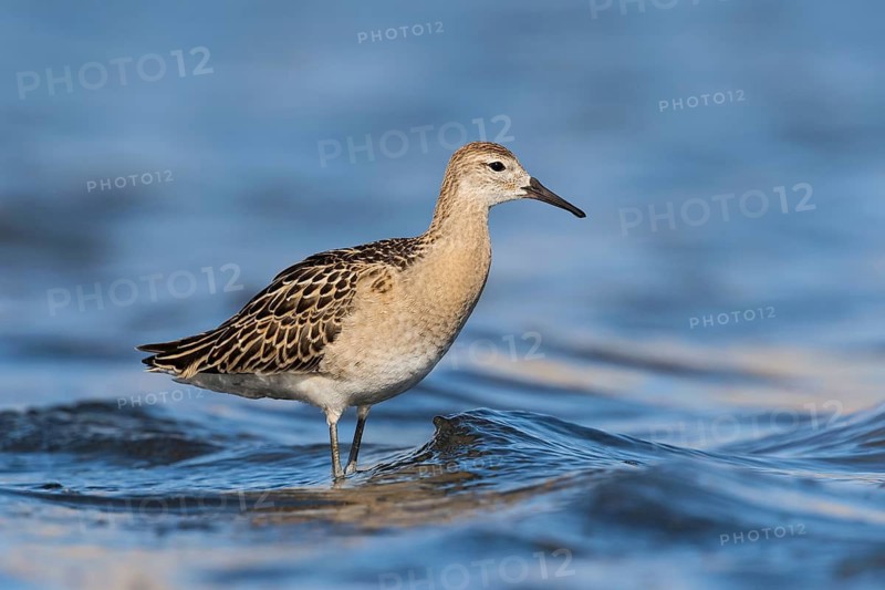 Ruff (Calidris pugnax), Eilat, Israel