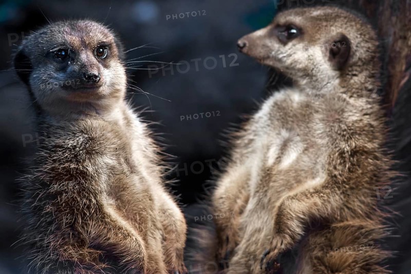 Meerkat (Suricata suricatta), Nuremberg Zoo, Middle Franconia, Bavaria, Germany