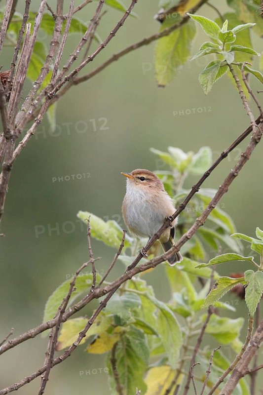 Brown Woodland Warbler (Phylloscopus umbrovirens), Aberdare National Park, Kenya