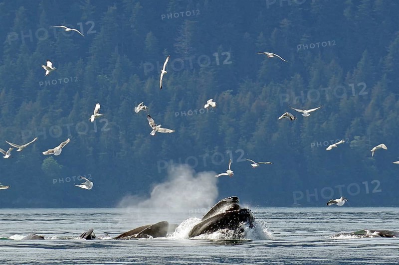 Humpback whales during bubble feeding. Seagulls, Juneau, Inside Passage, Alaska, USA
