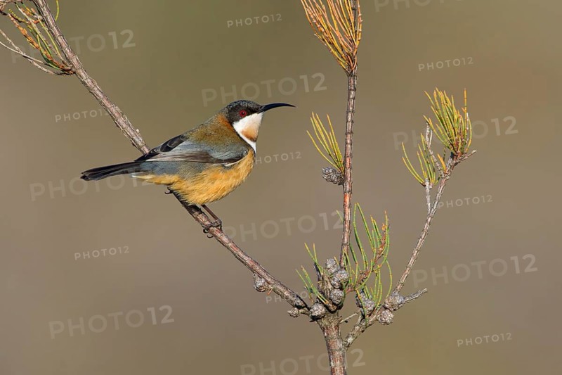 Eastern Spinebill (Acanthorhynchus tenuirostris) male, Victoria, Australia