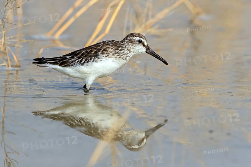 Marsh Sandpiper, (Calidris falcinellus), Limicola falcinellus, genus Limicola, wading bird, biotope, habitat, foraging, Raysut, Salalah, Sohar, Oman