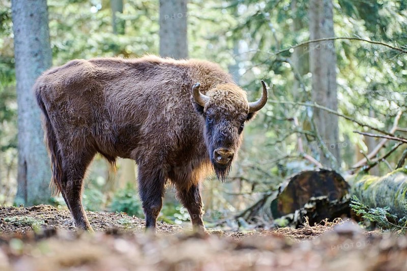 European bison (Bison bonasus) in a forest in spring, Bavarian Forest, Germany