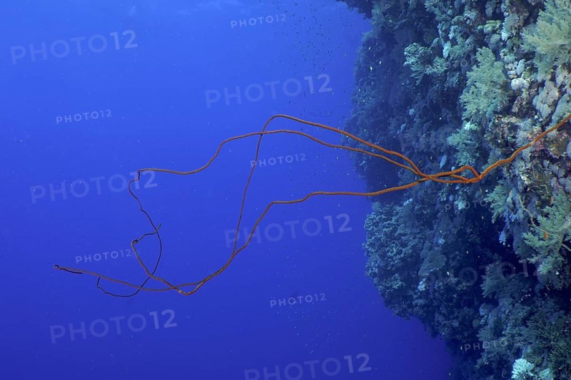 Wire Coral (Cirrhipathes spiralis)