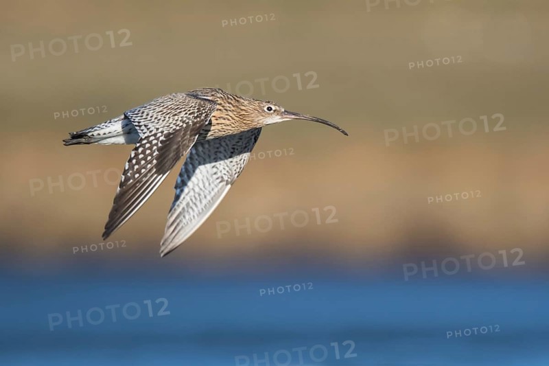 Eurasian Curlew (Numenius arquata) male flying, Netherlands