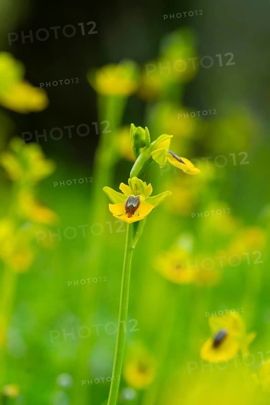 Close-up of vibrant yellow orchids flourishing in the lush greenery of Andalusia, showcasing the intricate details and natural beauty of regional flora