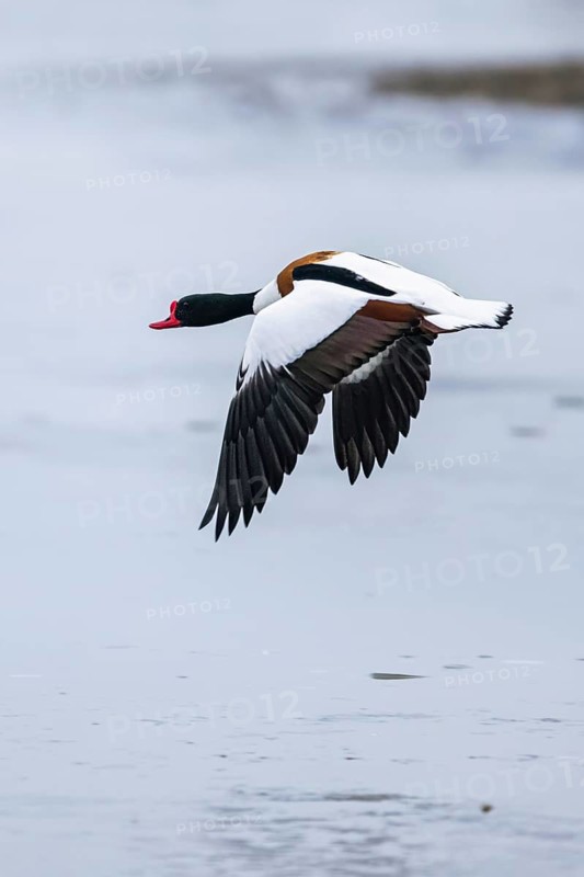 Common Shelduck, Tadorna tadorna, bird in flight over winter marshes
