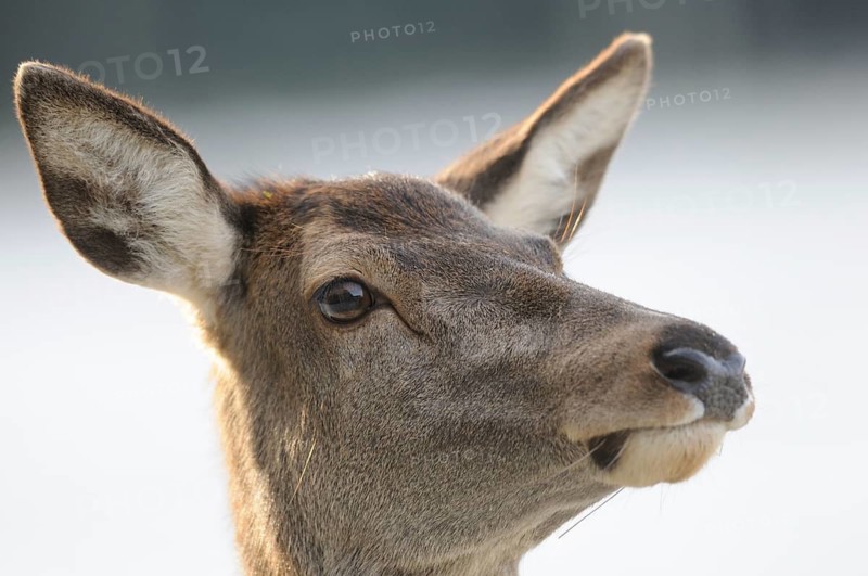 Close-up of a roe deer looking intently into the distance, red deer (Cervus elaphus), Bavaria