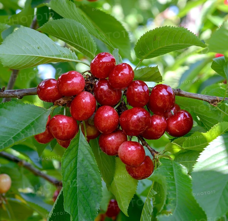 Sweet cherry (Prunus avium 'Celeste'),  Germany