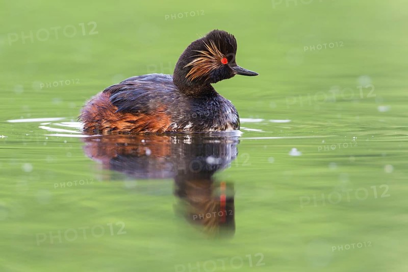 Podiceps nigricollis
