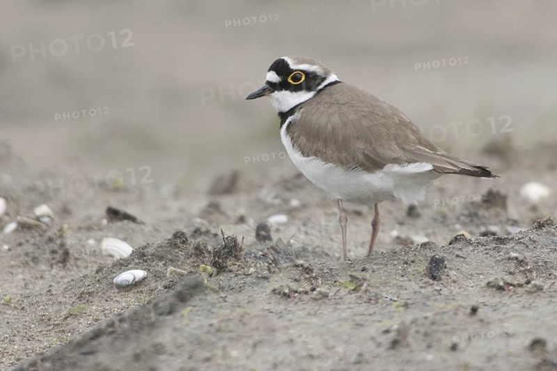 Little Ringed Plover (Charadrius dubius), Netherlands