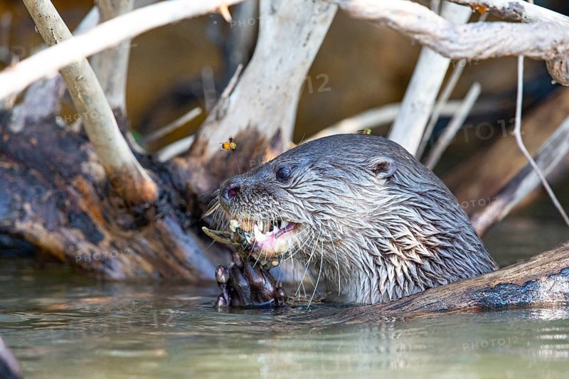 Southern river otter (Lontra longicaudis) Pantanal Brazil