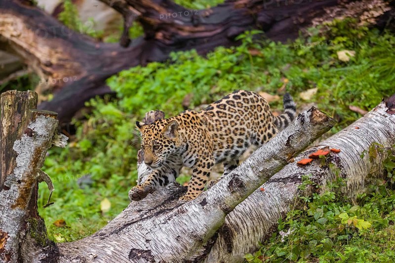 A female jaguar cub (Panthera onca), 4 months old, runs over a rotten tree trunk