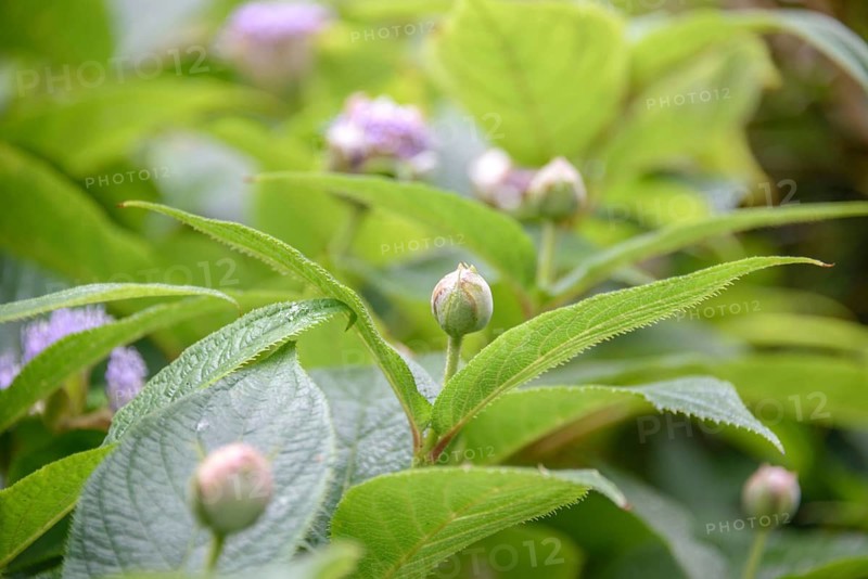 Hydrangea involucrata, Botanic Garden, Germany