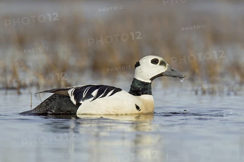 Steller's Eider (Polysticta stelleri) male, Alaska, USA