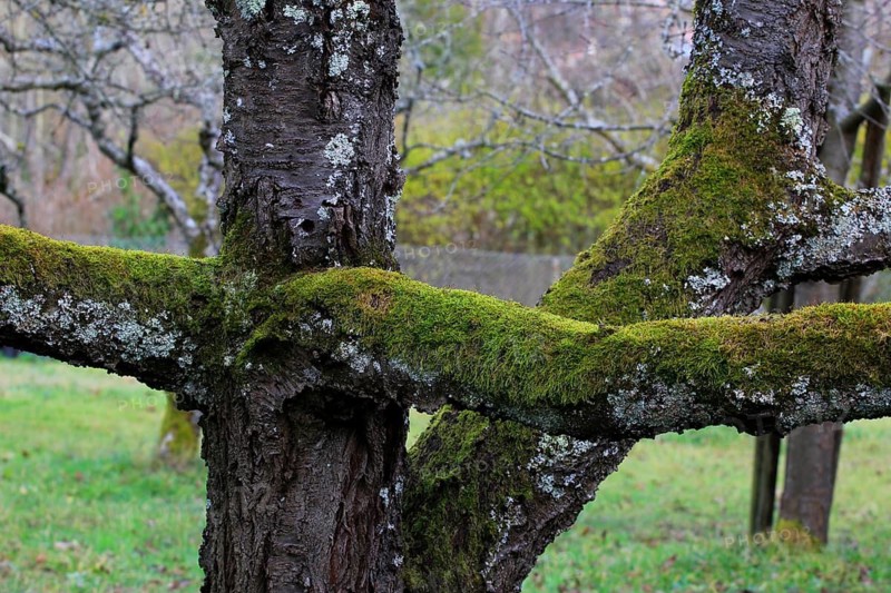 Mossy tree trunk, winter, Germany