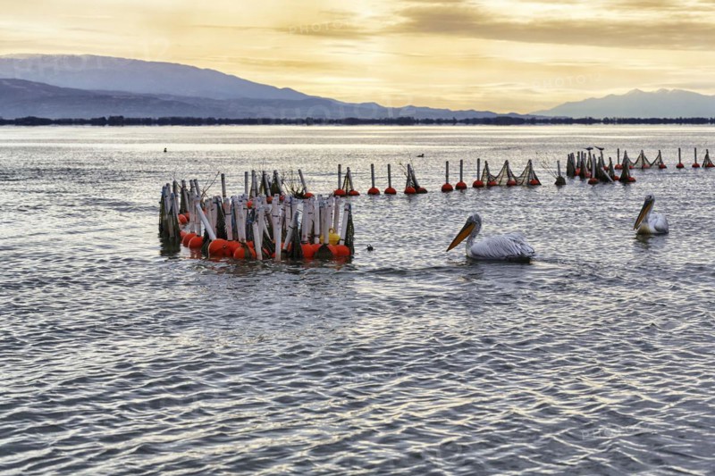 Dalmatian pelicans (Pelecanus crispus) swimming in Lake Kerkini, Lake Kerkini, sunrise, Central Macedonia, Greece