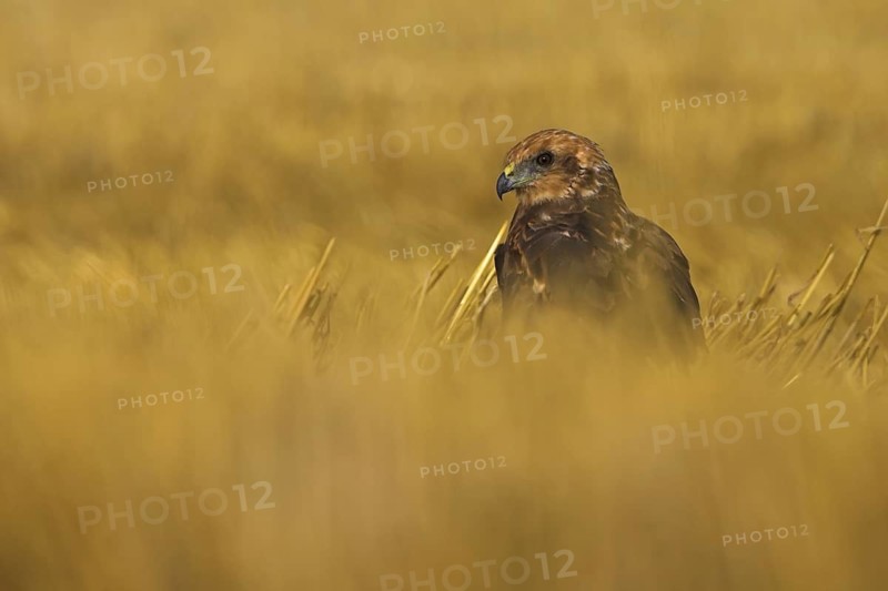 Western Marsh Harrier (Circus aeruginosus) female, Rhineland-Palatinate, Germany