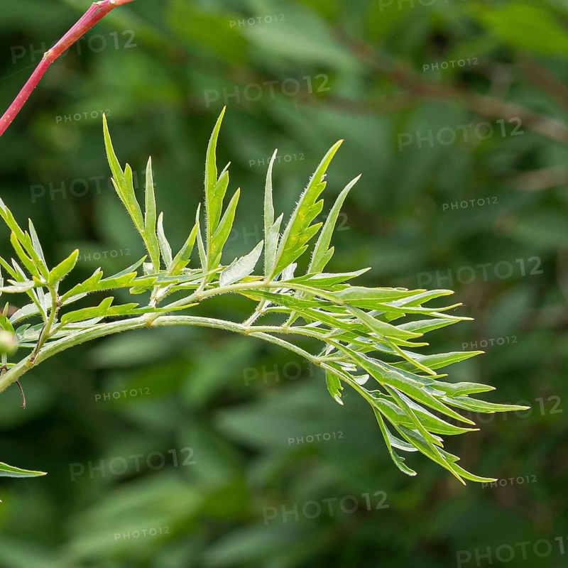 Slit-leaved elderberry (Sambucus nigra 'Laciniata'), Christian Kreß, Austria