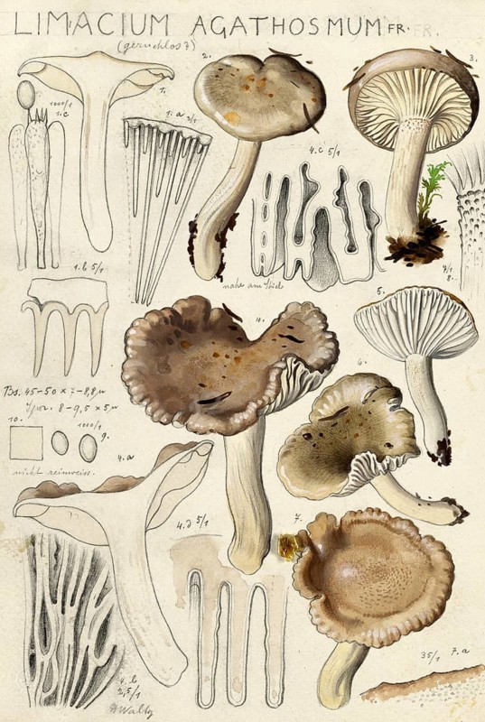 Mushroom, Mushrooms, Hygrophorus agathosmus, Limacium agathosmus, authentic reproduction of an illustration by Hans Walty (1868-1948) from about 1915, historical