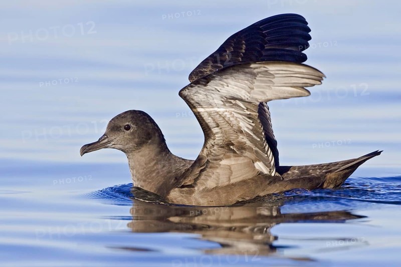 Sooty Shearwater (Ardenna grisea), British Columbia, Canada