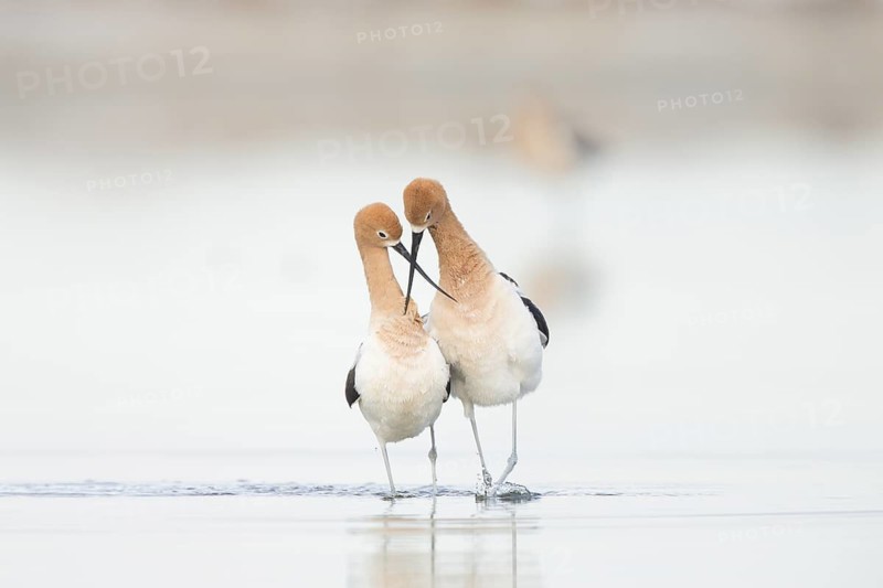 American Avocets : Bowdoin NWR : Malta, MT