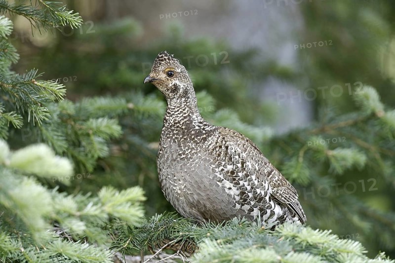 Dusky Grouse Dendragapus obscurus Hannigans Meadow, White mountains, Arizona, United States 27 June Adult Female Phasianidae