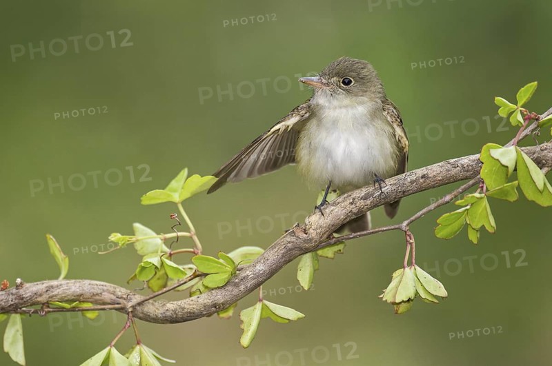 Acadian Flycatcher (Empidonax virescens) perched on a branch, Texas, USA