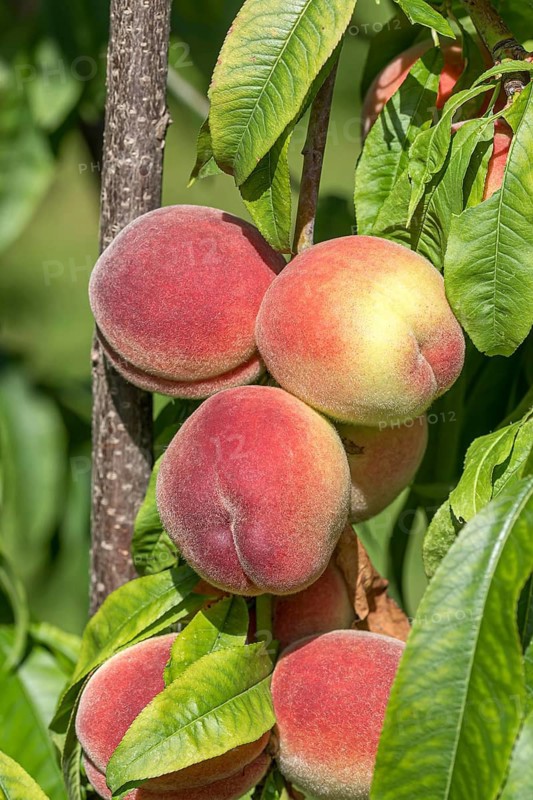 Peach (Prunus persica 'Benedicte'), Grüne Aue 7, Germany