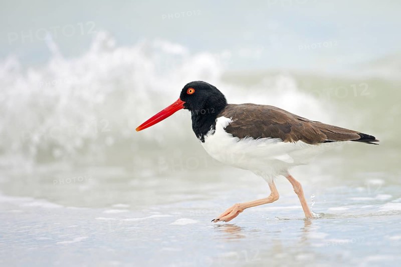 American Oystercatcher (Haematopus palliatus), Florida, USA