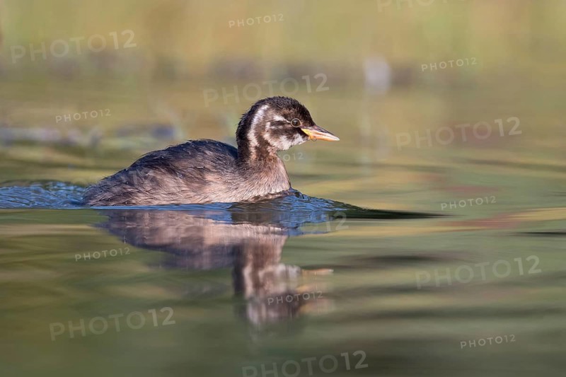 Little Grebe (Tachybaptus ruficollis) juvenile, Saxony, Germany