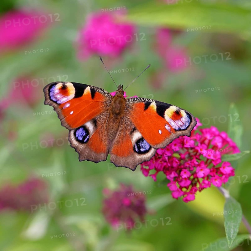 Peacock butterfly (Inachis io) sucking nectar on butterfly bush (Buddleja davidii), in a natural environment in the wild, close-up, wildlife, insects, butterflies, butterflies, Wilnsdorf, North Rhine-Westphalia, Germany