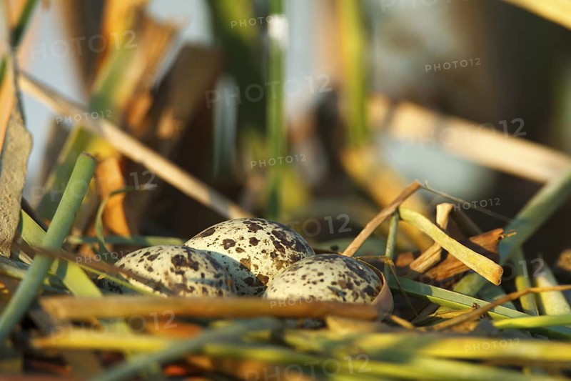Purple Heron (Ardea purpurea) eggs, Andalusia, Spain