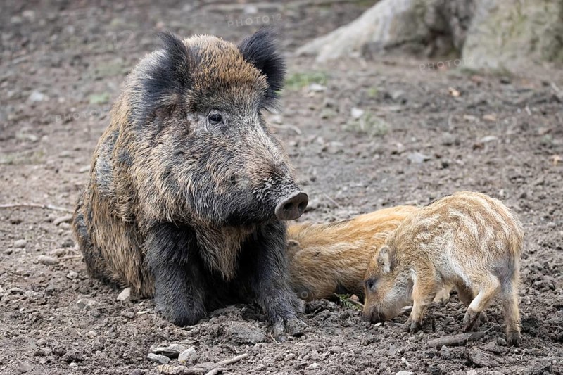 A wild boar sow suckles her freshlings in her forest enclosure in an animal park, Tierpark, Weilburg, Hesse, Germany