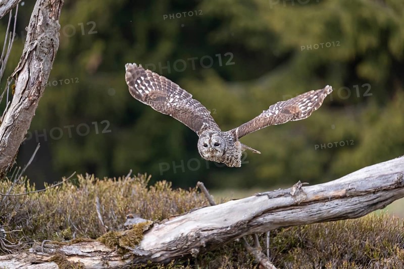 One tawny owl or brown owl (Strix aluco) starting off of a branch for a hunt