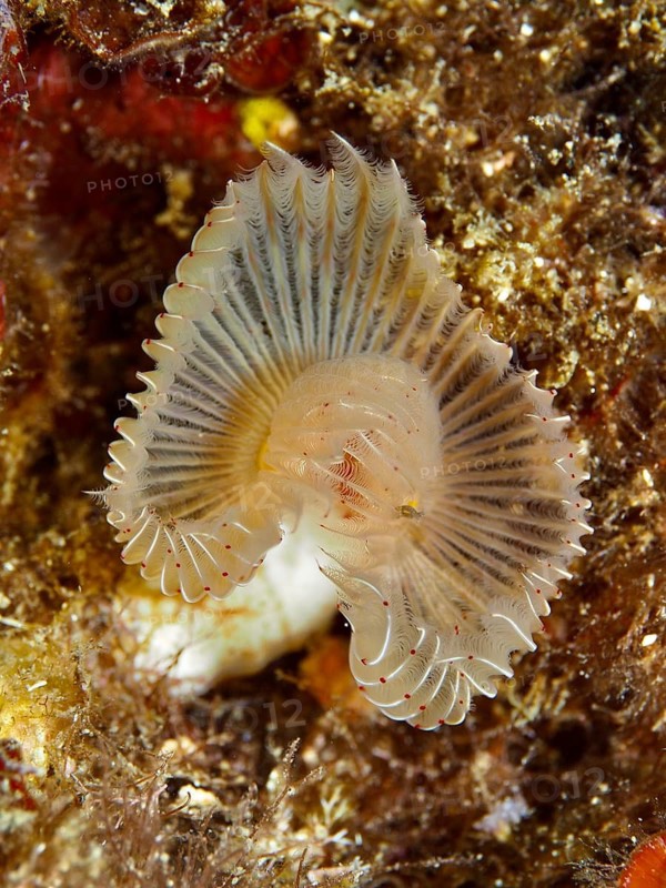 Feather duster sea creature with fan-shaped structures in brown tones, Protula tubularia, dive site Giens Peninsula, Mediterranean Sea, Porquerolles, Provence, Côte d'Azur, France